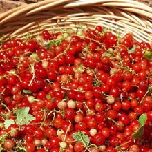Load image into Gallery viewer, Red Currant Jelly
