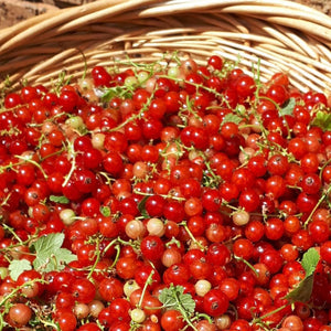 Red Currant Jelly